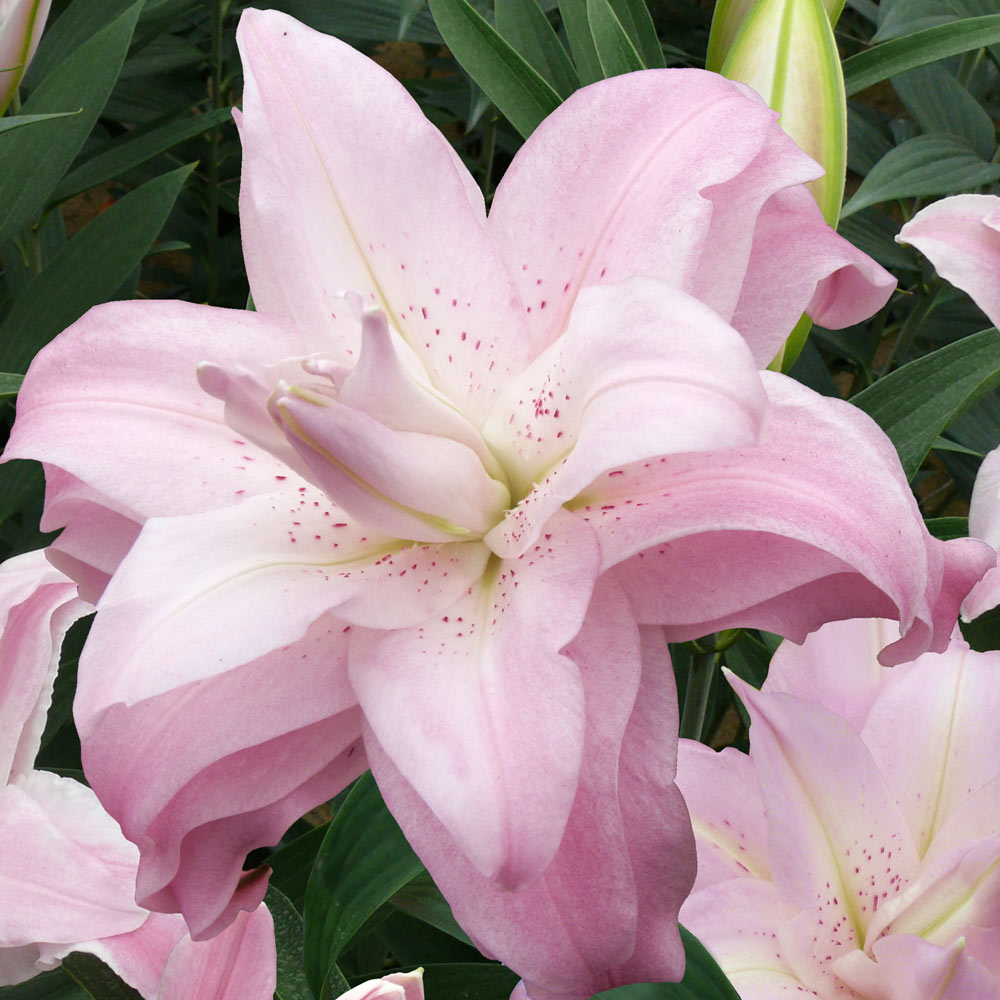Lilium Oriental 'Lotus Queen'